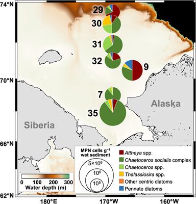 Photophysiological response of diatoms in surface sediments to light exposure: A laboratory experiment on a diatom community in sediments from the Chukchi Sea